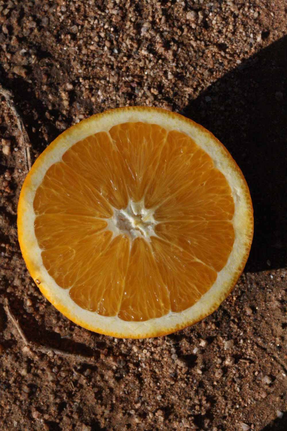            Fruit cross-section (Riverside, CA)   